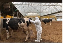 인천시, 소 결핵병 검진 본격 추진