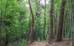 구례군, 봉성산 공원 정비사업 총력