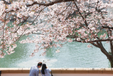 서울 벚꽃 ‘공식’ 개화…작년보다 11일 늦고 평년보단 4일 일러