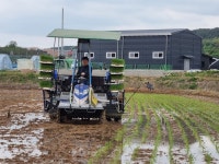 양주시, 드문모 심기로 첫 모내기