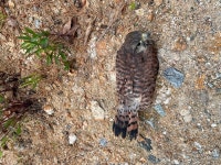 경기도 야생동물구조관리센터 야생동물 구조 건수 급증