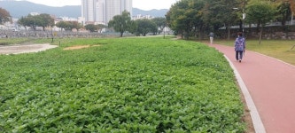 메밀꽃, 백일홍 등 …경산시 ‘남천 둔치 어울림 화단’ 정비