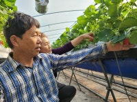 양주시, ‘양주골 참새벽딸기’올해 첫 출하