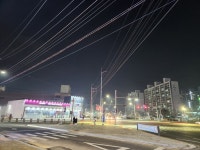 안성시도심 떼까마귀 출현에 골머리