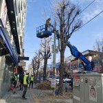 동두천시, 상반기 가로수 전정공사 실시