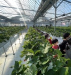 포천에는 이런 곳도 있다! 아동뮤지컬 공연하는 딸기 체험농장 아딸농원