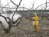 양주시농업기술센터, 배 그을음병 예방 ‘주경배나무이’ 방제 철저