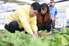 봄의 향기, 고성의 봄채소에서!