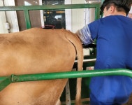 경기도축산진흥센터, ′23년부터 ‘맞춤형 한우 수정란 보급사업’ 실시