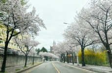 입석마을 벚꽃길 축제 진행  ‘주민이 걷고 싶은 벚꽃길 조성’