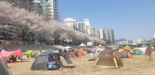 [포토]의정부시 중랑천  10리 벚꽃길