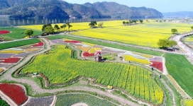 창녕 남지낙동강변 유채꽃 보러오세요