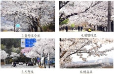 내리는 벚꽃 비에 흠뻑 젖은 시흥시