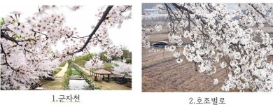 내리는 벚꽃 비에 흠뻑 젖은 시흥시