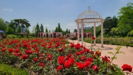 꽃단장 한 오산 고인돌공원 ‘장미뜨레’..만개한 장미로  유혹