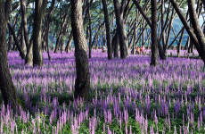 밀양시, 솔바람과 보랏빛 향기 가득, 삼문송림 맥문동 만개