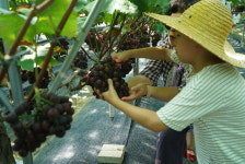 거제시, 제12회 거제둔덕 포도축제 성료