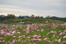 양주 천만송이 천일홍 축제 대성황을 이루다