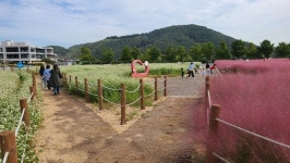창원특례시, 덕동맑은물 플라워가든 개방