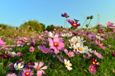 성남시 탄천 코스모스길 ‘가을 정취 물씬’
