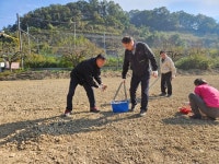 청도군, 남성현출장소 앞 유휴지에 꽃양귀비 꽃밭 조성