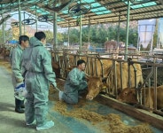 경기도, 소 농가 7,835호 46만 5000두분 백신 시군에 배부, 내달 5일까지 접종 완료 계획
