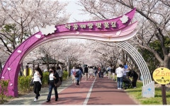 부산 사상구, 2024년 낙동강정원 벚꽃축제 오는 3월 29일 화려한 개막