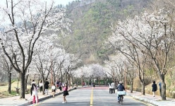 동두천시, ‘ 자유수호평화박물관 벚꽃맞이 야간개장’ 준비 완료