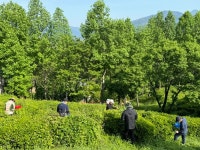 (재)하동녹차연구소, 하동공원서 “첫 찻잎 수확”
