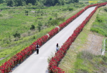 밀양시, 오월의 여왕 장미 보러 밀양 상동면으로 놀러 오세요