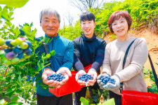 [포토] 산청군, 보랏빛 새콤함 방울방울…산청 블루베리 수확