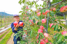 [포토] 산청군, ‘아삭아삭’ 산청 황매산골 햇사과 본격 출하