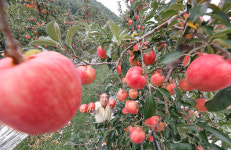 [포토] 함양군, 추석용 홍로 사과 첫 수확