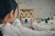“무지개다리 편히 건너요”…마포, 반려동물 이동식 장례서비스 첫 도입