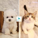 도그마루 보호소, 파양·임시보호 중인 고양이·강아지분양 ‘무료 입양보내기 지원’