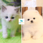 도그마루 보호소, 파양된 강아지·고양이분양 시 비용 없는 “수능맞이 무료 입양 이벤트 시행”