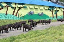 경산시 덕유농장, ‘토종돼지 인정서’ 획득