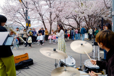 [포토] 벚꽃과 함께 즐기는 버스킹