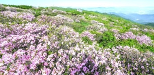 천상의 화원 ‘철쭉’의 향연, ‘2025영주 소백산철쭉제’ 개최