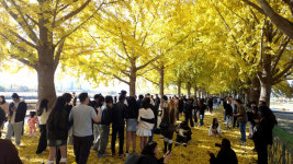 아산시, 곡교천 은행나무길 ‘황금빛 가을 정취 절정’