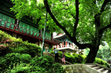 천안 광덕사, 400년 호두나무… 억겁 인연 주렁주렁