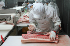 명품 흑돼지 한류스타를 꿈꾸다