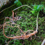 [Board] 대신증권, 컵라면 나눠주는 이색 이벤트 外