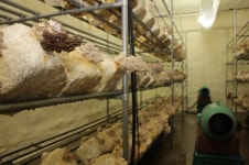 소양강영농조합법인, 귀농자 대상 버섯재배 수익창출 지원