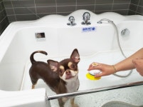 강아지 및 고양이파양 아이조아 요양보호소에서 안전히 위탁 보호중