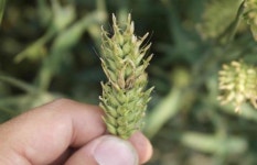 농촌진흥청, 보리·귀리·밀 등 맥류 붉은곰팡이병 예방방법 안내