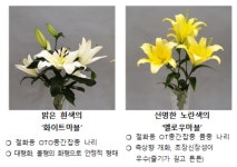 여름 꽃 나리, 국산화 이끌 새 품종 주목