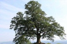 「정읍 내장산 단풍나무」·「부여 가림성 느티나무」 천연기념물 지정
