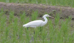 장기간 완전개방한 금강 보 구간, 생태계 건강성 개선