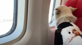 하이에어, 국내 첫 펫 전세기 예약 플랫폼 펫 엔젤 출시